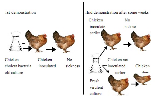 louis pasteur chicken cholera experiment